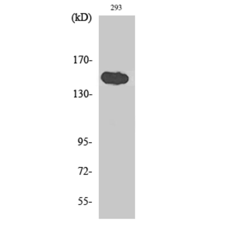 Western Blot - Anti-TNKS1BP1 Antibody (C14002) - Antibodies.com