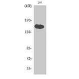 Western Blot - Anti-TNKS1BP1 Antibody (C14002) - Antibodies.com