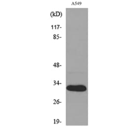Western Blot - Anti-TNFSF13B Antibody (C30069) - Antibodies.com