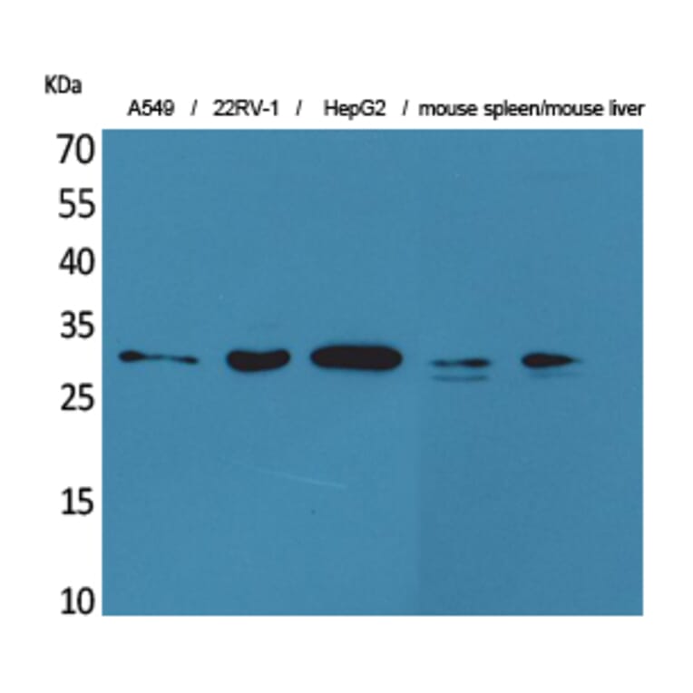 Western Blot - Anti-TNFSF13B Antibody (C30069) - Antibodies.com