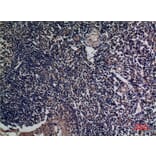 Immunohistochemistry - Anti-TNFSF13B Antibody (C30069) - Antibodies.com