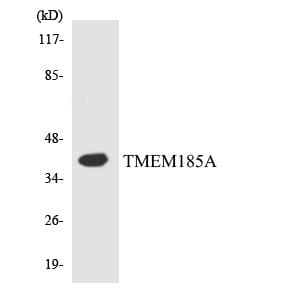 Western blot analysis of the lysates from HT 29 cells using Anti-TMEM185A Antibody.