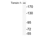 Western Blot - Anti-Tensin-1 Antibody (R12-2378) - Antibodies.com