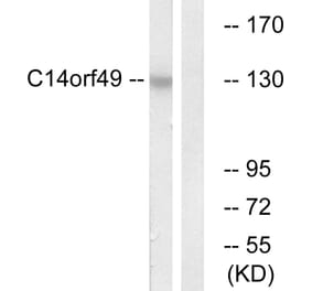 Western Blot - Anti-C14orf49 Antibody (C16888) - Antibodies.com