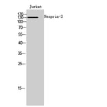 Western Blot - Anti-C14orf49 Antibody (C16888) - Antibodies.com
