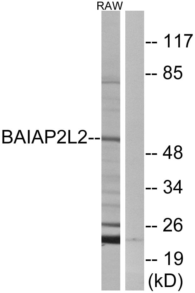 Western blot analysis of lysates from RAW264.7 cells using Anti-BAIAP2L2 Antibody. The right hand lane represents a negative control, where the antibody is blocked by the immunising peptide.