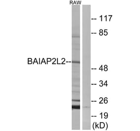 Western Blot - Anti-BAIAP2L2 Antibody (C14788) - Antibodies.com