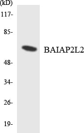 Western blot analysis of the lysates from HT 29 cells using Anti-BAIAP2L2 Antibody.