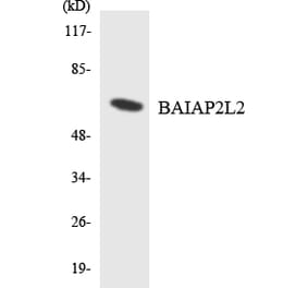 Western Blot - Anti-BAIAP2L2 Antibody (R12-2536) - Antibodies.com