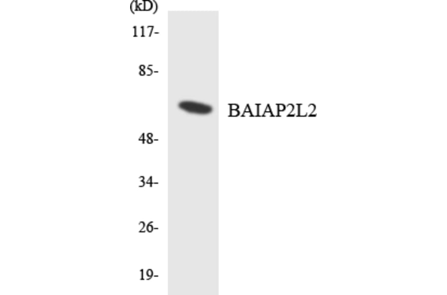 Western Blot - Anti-BAIAP2L2 Antibody (R12-2536) - Antibodies.com