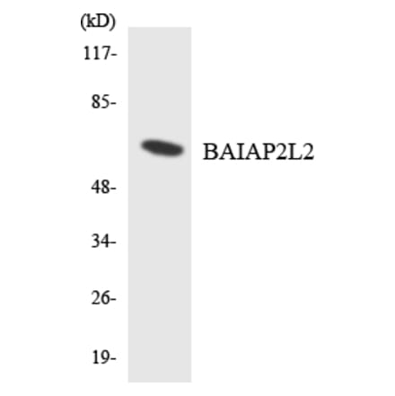 Western Blot - Anti-BAIAP2L2 Antibody (R12-2536) - Antibodies.com