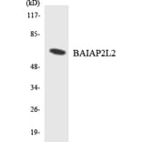 Western Blot - Anti-BAIAP2L2 Antibody (R12-2536) - Antibodies.com