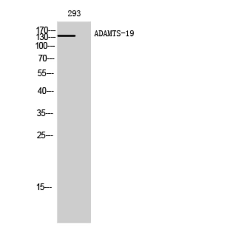 Western Blot - Anti-ADAMTS19 Antibody (C14311) - Antibodies.com