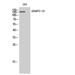 Western Blot - Anti-ADAMTS19 Antibody (C14311) - Antibodies.com