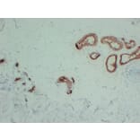 Immunohistochemistry - Anti-GCDFP 15 Antibody (V0075) - Antibodies.com