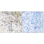 Immunohistochemistry - Anti-ZCCHC17 Antibody (C17167) - Antibodies.com