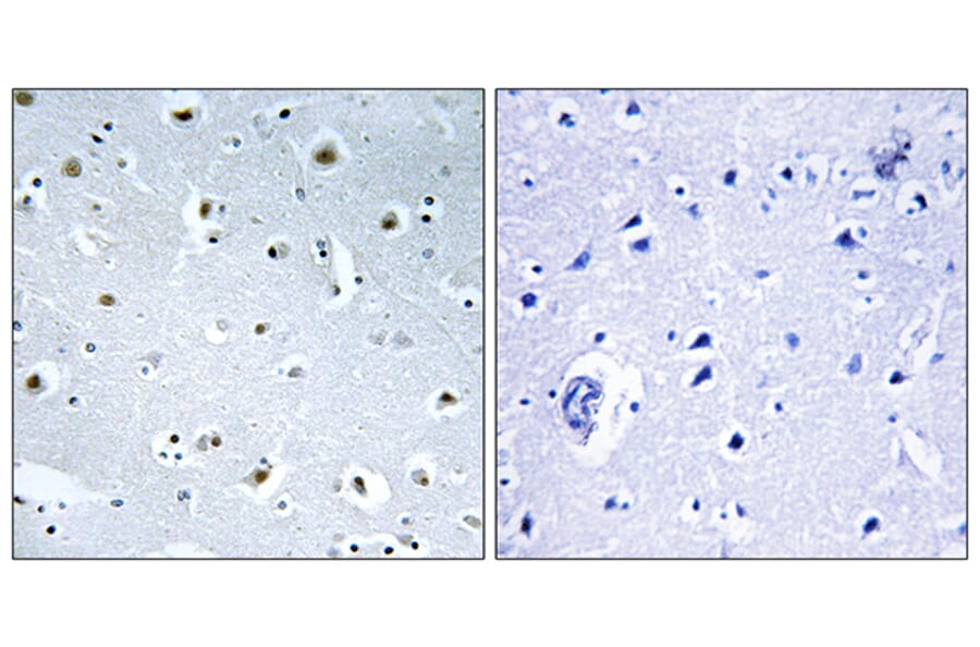 Immunohistochemistry - Anti-TUBGCP3 Antibody (C15871) - Antibodies.com