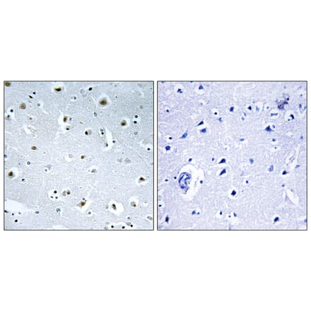 Immunohistochemistry - Anti-TUBGCP3 Antibody (C15871) - Antibodies.com