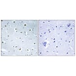 Immunohistochemistry - Anti-TUBGCP3 Antibody (C15871) - Antibodies.com
