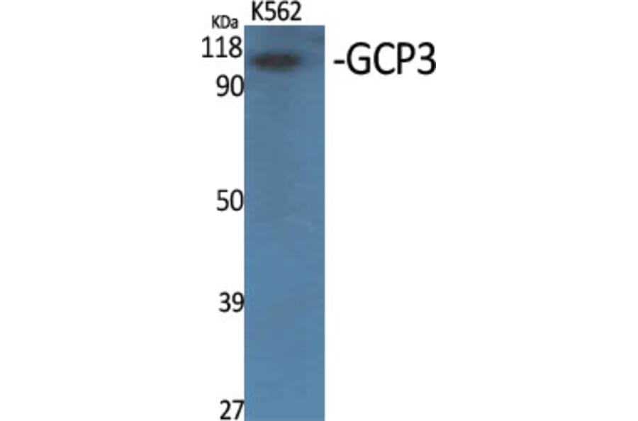 Western Blot - Anti-TUBGCP3 Antibody (C15871) - Antibodies.com