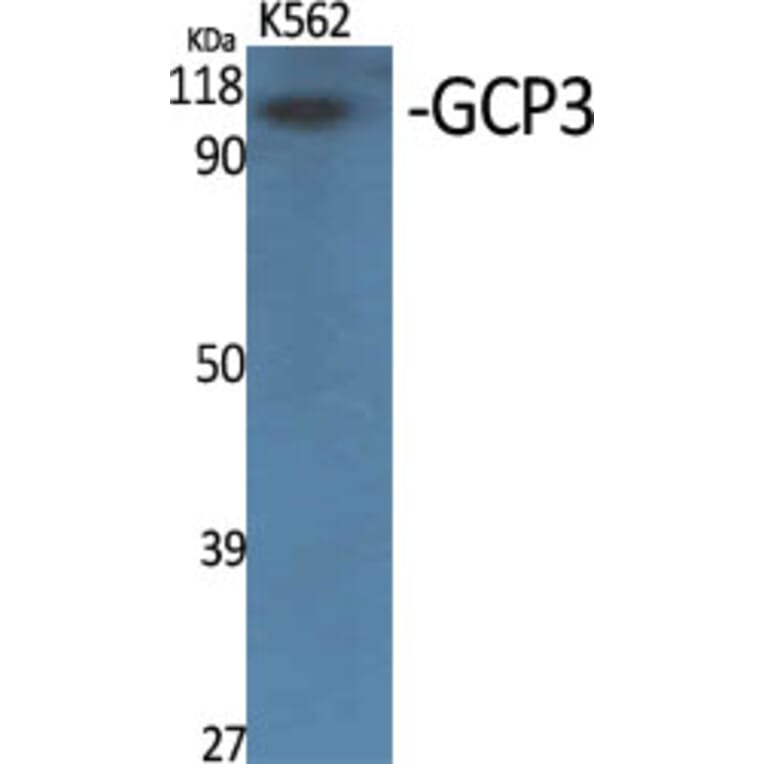 Western Blot - Anti-TUBGCP3 Antibody (C15871) - Antibodies.com