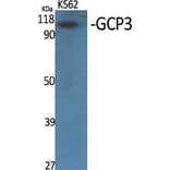 Western Blot - Anti-TUBGCP3 Antibody (C15871) - Antibodies.com