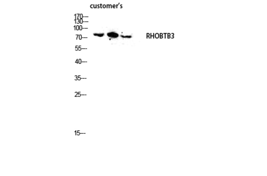 Western Blot - Anti-RHOBTB3 Antibody (C18407) - Antibodies.com