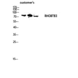 Western Blot - Anti-RHOBTB3 Antibody (C18407) - Antibodies.com