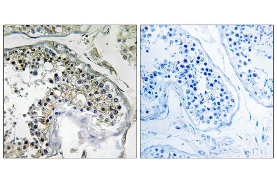 Immunohistochemistry - Anti-PPP1R1C Antibody (C18013) - Antibodies.com