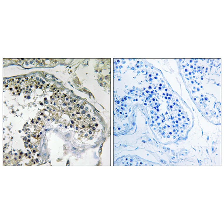 Immunohistochemistry - Anti-PPP1R1C Antibody (C18013) - Antibodies.com