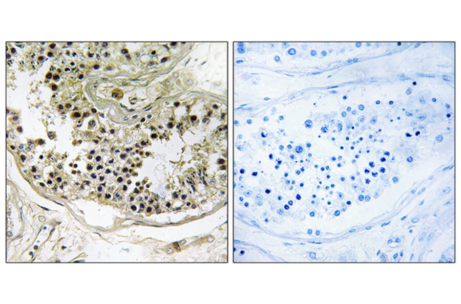 Immunohistochemistry - Anti-DYNLRB2 Antibody (C15517) - Antibodies.com