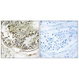 Immunohistochemistry - Anti-DYNLRB2 Antibody (C15517) - Antibodies.com