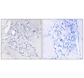 Immunohistochemistry - Anti-C9orf89 Antibody (C14695) - Antibodies.com