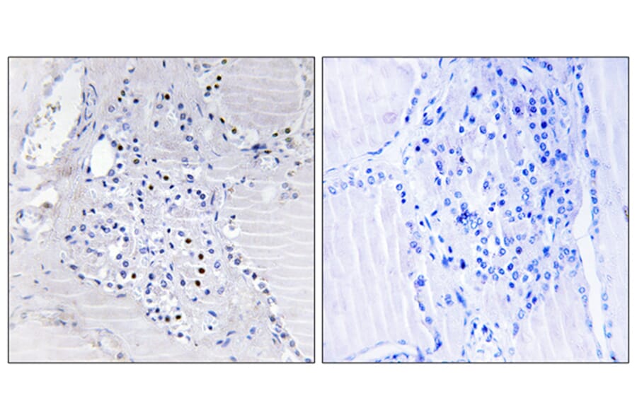 Immunohistochemistry - Anti-C9orf89 Antibody (C14695) - Antibodies.com