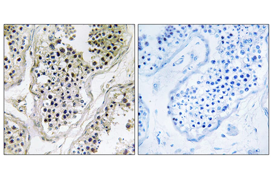 Immunohistochemistry - Anti-ATXN7L1 Antibody (C14583) - Antibodies.com