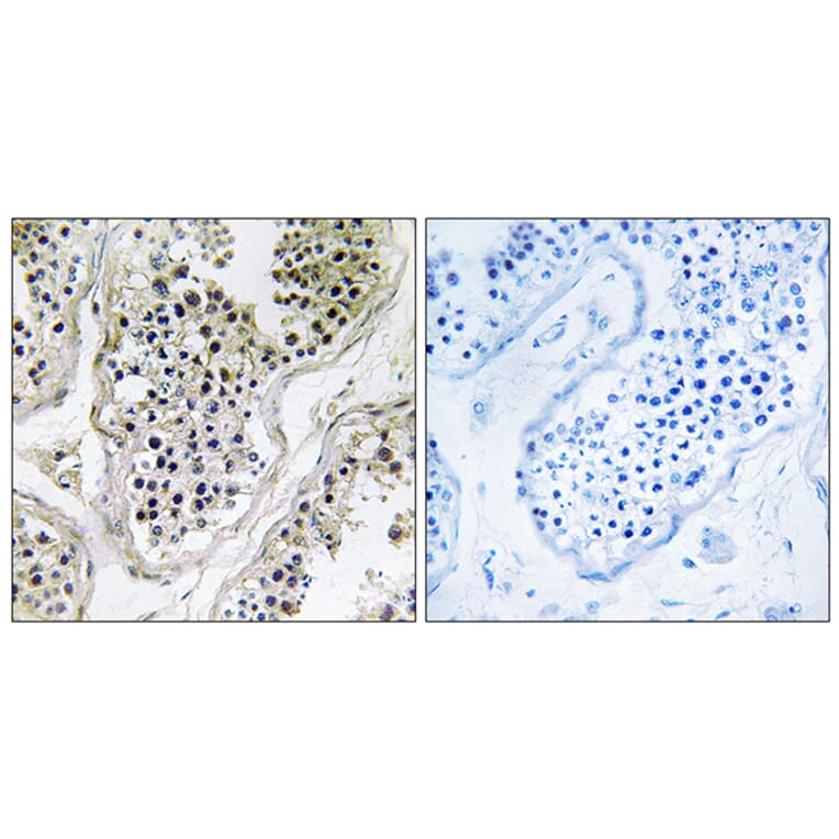 Immunohistochemistry - Anti-ATXN7L1 Antibody (C14583) - Antibodies.com