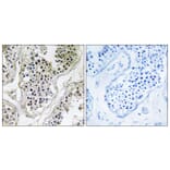 Immunohistochemistry - Anti-ATXN7L1 Antibody (C14583) - Antibodies.com