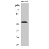 Western Blot - Anti-ATP6V1H Antibody (C19484) - Antibodies.com
