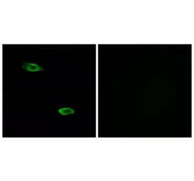 Immunofluorescence - Anti-OR51E2 Antibody (G447) - Antibodies.com