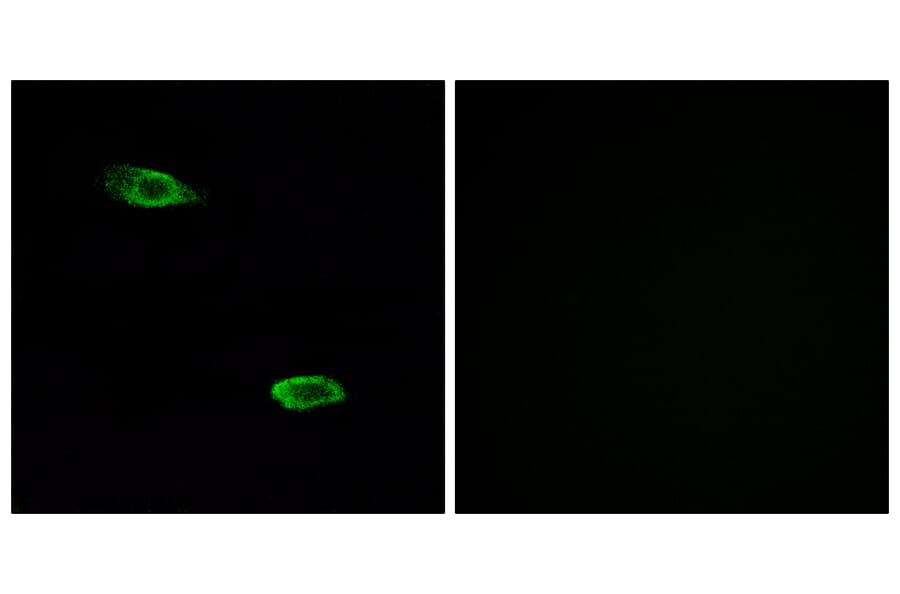Immunofluorescence - Anti-OR51E2 Antibody (G447) - Antibodies.com
