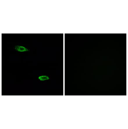 Immunofluorescence - Anti-OR51E2 Antibody (G447) - Antibodies.com