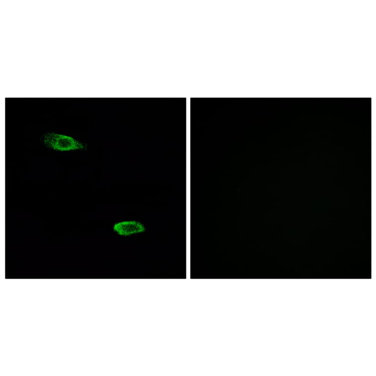 Immunofluorescence - Anti-OR51E2 Antibody (G447) - Antibodies.com