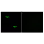 Immunofluorescence - Anti-OR51E2 Antibody (G447) - Antibodies.com