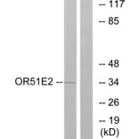 Western Blot - Anti-OR51E2 Antibody (G447) - Antibodies.com