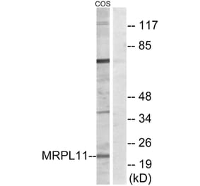 Western Blot - Anti-MRPL11 Antibody (C14055) - Antibodies.com