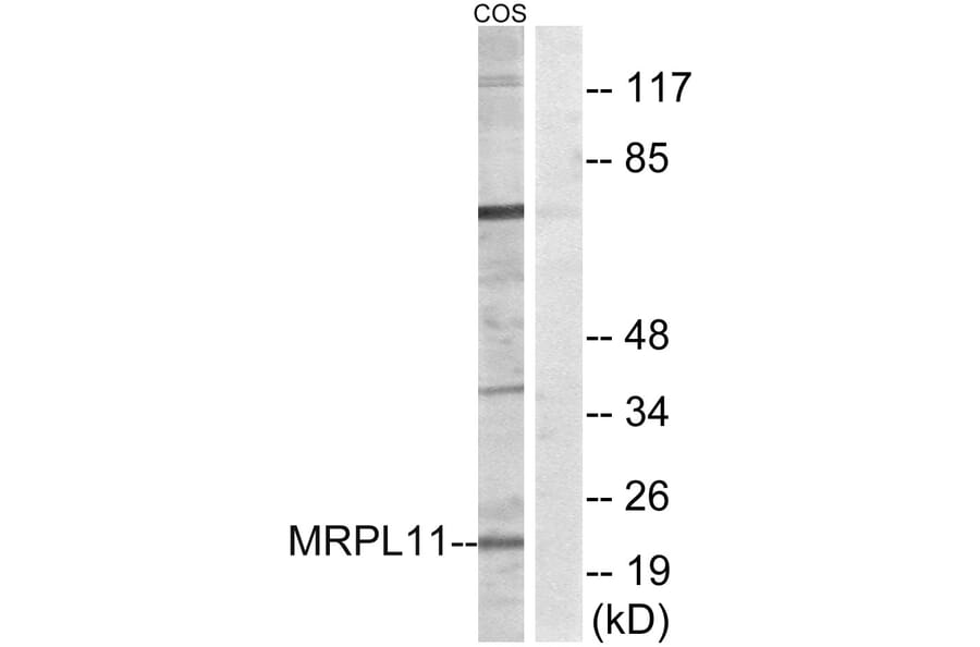 Western Blot - Anti-MRPL11 Antibody (C14055) - Antibodies.com
