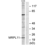 Western Blot - Anti-MRPL11 Antibody (C14055) - Antibodies.com