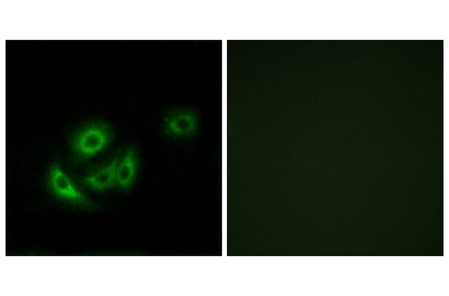 Immunofluorescence - Anti-MRPL11 Antibody (C14055) - Antibodies.com