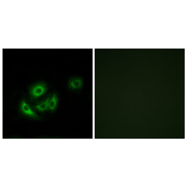 Immunofluorescence - Anti-MRPL11 Antibody (C14055) - Antibodies.com