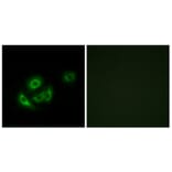 Immunofluorescence - Anti-MRPL11 Antibody (C14055) - Antibodies.com